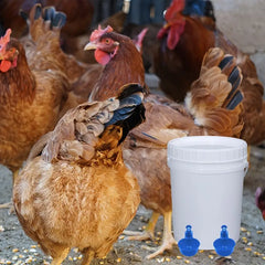 Automatic Poultry Feeder and Waterer Kit for Chickens